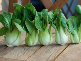 Salad Pak-choi: penerangan, penanaman dan penjagaan, ulasan