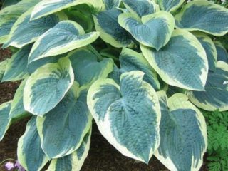 Hosta American Halo: คำอธิบายและภาพถ่ายบทวิจารณ์