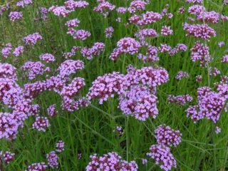 Verbena Buenos Aires (Bonar): foto og beskrivelse, sorter