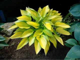 Hosta jūnijs (jūnijs): foto un apraksts