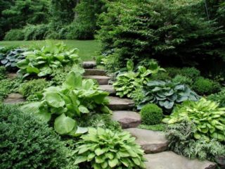 Hosta Katerina: gambar dan keterangan, ulasan