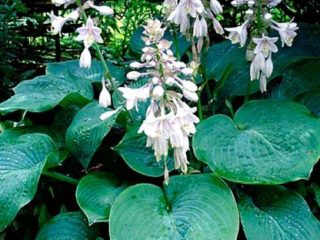 Hosta Sieboldiana Elegans: gambar dan keterangan