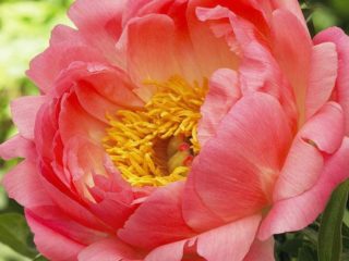 Peony Pink Hawaiian Coral (vaaleanpunainen Hawaii Coral): kuva ja kuvaus, arvostelut