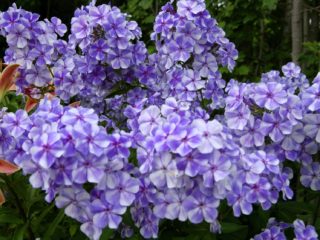 Phlox Gzhel Maxi: foto og beskrivelse, anmeldelser