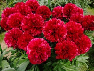 Peony Diana Parks: gambar dan keterangan, ulasan