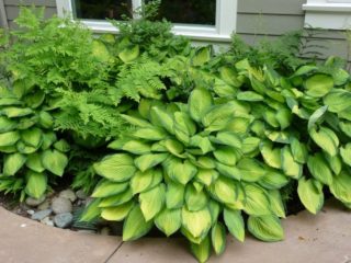 Hosta Gold Standard (Gold Standard): รูปถ่ายและคำอธิบาย
