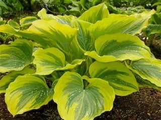Hosta Liberty (Liberty): foto dan keterangan pelbagai