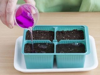 Tumbuh osteospermum dari biji di rumah