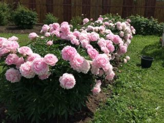 Perosak dan penyakit peonies: penerangan dengan foto, kawalan dan langkah pencegahan