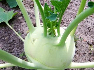 Seperti apa kubis kohlrabi: foto dan penerangan mengenai varieti terbaik
