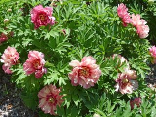 Peony Hillary: gambar dan keterangan, ulasan