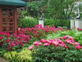 Peony Red Spyder: gambar dan keterangan, ulasan