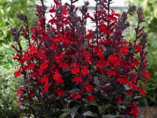 Lobelia cardinalis (สีม่วง, พันธุ์ไม้ชนิดหนึ่งคาร์ดินัลลิส): สีแดง, พิพิธภัณฑ์สัตว์น้ำ, คะนอง