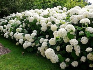 Hydrangea oakleaf: prydplanter og buske, beskrivelse, anmeldelser