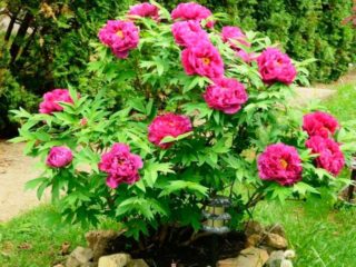 Bagaimana peony pokok membiak di rumah: kaedah, masa