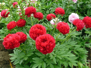 Peony Carol: gambar dan keterangan, ulasan