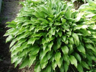 เมล็ด Hosta มีลักษณะอย่างไร: ภาพถ่ายวิธีรวบรวมและจัดเก็บ