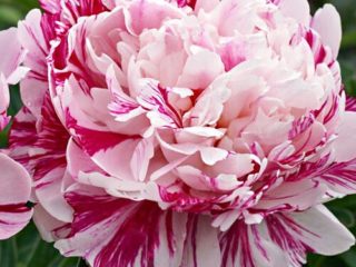 Peony Candy Strip (Candy Strip): kuva ja kuvaus, arvostelut