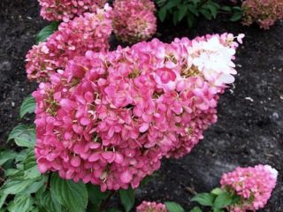 Hydrangea paniculata Strawberry Blossom: penerangan, penanaman dan penjagaan, ulasan