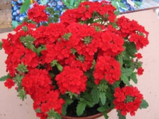 Verbena ampelous: sorter, dyrkning