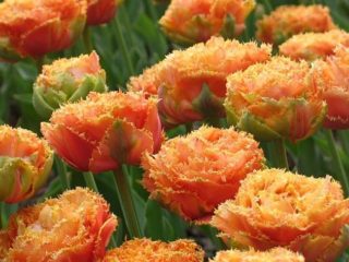 Tulip peony: foto, penanaman dan penjagaan, varieti