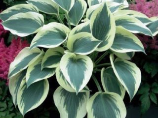 Hosta untuk tempat yang cerah: varieti dengan foto