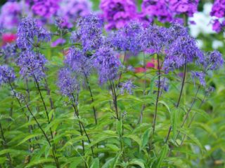 Phlox paniculata geni: anmeldelser, fotos og beskrivelse