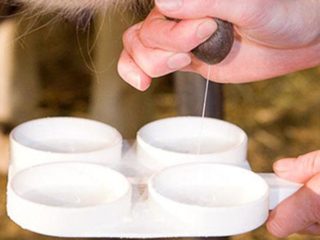 Somatika govs pienā: ārstēšana un profilakse