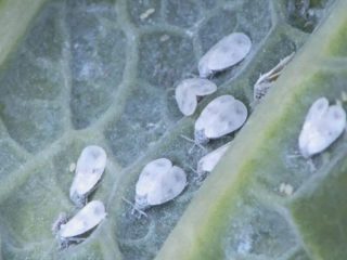 Whitefly pada kubis: bagaimana menyingkirkan kaedah rakyat dan kimia