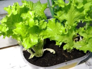 Salad apa yang boleh ditanam di ambang tingkap