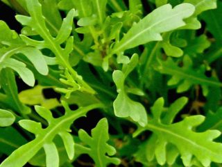 การปลูก arugula จากเมล็ดบนขอบหน้าต่าง: การดูแลและการให้อาหาร