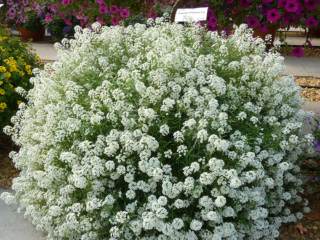 Alyssum Snow Princess (Lobularia Snow Princess): kuva, kuvaus, arvostelut