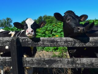 Kāpēc teļš grauž dēļus