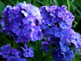 Phlox Blue Paradise (Blue Paradise): foto og beskrivelse, anmeldelser
