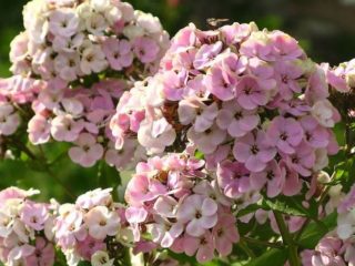 Panicled phlox Sherbet Blend: foto og beskrivelse, anmeldelser
