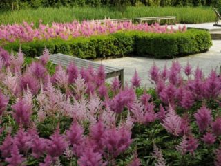 ฉันจำเป็นต้องตัด Astilbe สำหรับฤดูหนาวหรือไม่: ข้อกำหนดกฎเคล็ดลับ