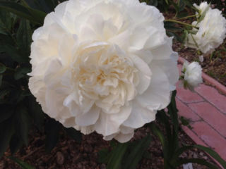 Peony Mathers Choice: ภาพถ่ายและคำอธิบายบทวิจารณ์