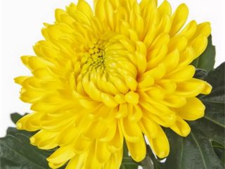 Chrysanthemum Magnum: kuva, kuvaus, istutus ja hoito