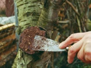 Dārza var: sastāvs, kas tas ir, lietošanas instrukcijas, kā nomainīt, atsauksmes