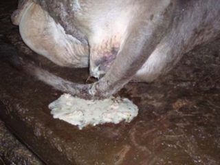Efter insemination har en ko hvid udledning: årsager og behandling