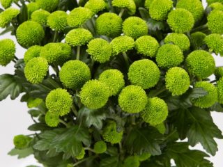 Chrysanthemum Santini: fotos, sorter, plantning og pleje