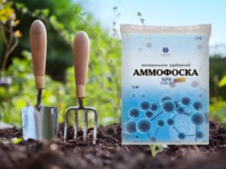 Ammofosk Baja: komposisi, arahan penggunaan di kebun pada musim bunga dan musim luruh