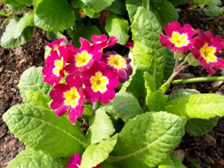 Primula Stemless: เติบโตจากเมล็ด