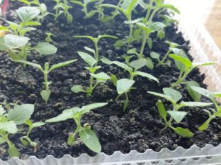 Verbena: plantning af kimplanter, der vokser derhjemme