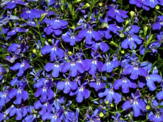 Lobelia Erinus: Kuninkaanlinna, Kristallipalatsi ja muut lajikkeet
