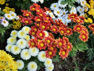 Chrysanthemum indisk blanding: vokser fra frø, fotos og anmeldelser