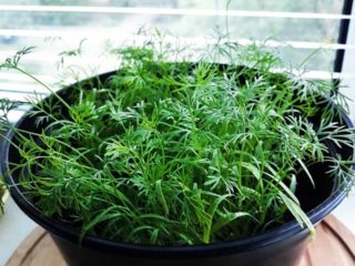 Cara menanam dill di ambang jendela pada musim sejuk: tumbuh dari biji, menanam, memberi makan dan merawat
