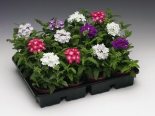 Vilka blommor man ska så för plantor i december