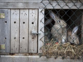Kaningjødsel som gjødsel: hvordan du bruker den i hagen, anmeldelser