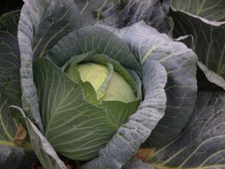 Kāposti Menzania: pārskati, stādīšana un kopšana, raža